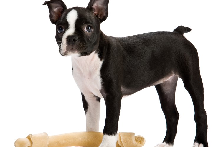 Boston terrier.