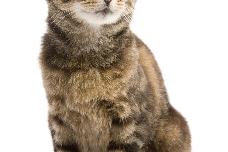 Se pueden aplicar enemas para felinos regularmente a los gatos de edad avanzada con problemas intestinales.
