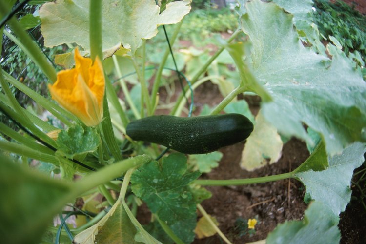 Las hojas de la calabaza deben estar libres de imperfecciones.