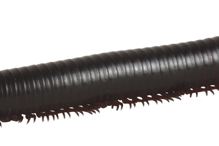 Los ciempies tienen 15 pares de patas y miden más de 1 pulgada (2,5 cm).