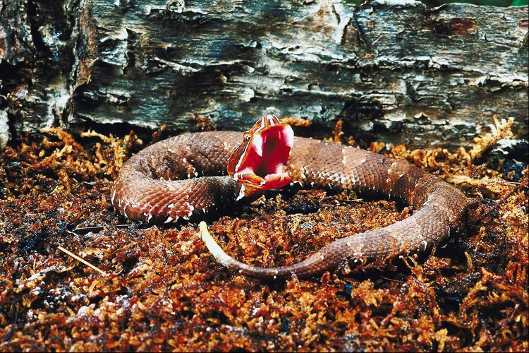 El veneno de la serpiente cantil es muy tóxico.