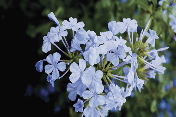 El plumbago permanece cubierto de flores azules la mayor parte del año en las zonas cálidas de EE.UU.