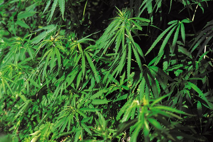 El cáñamo se considera una de las plantas de cultivo más antiguas.