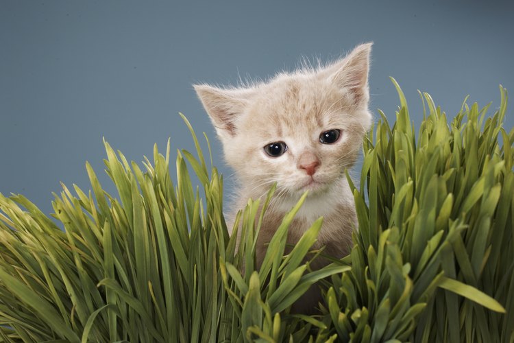Ofrece a tu gato una hierba no tóxica.
