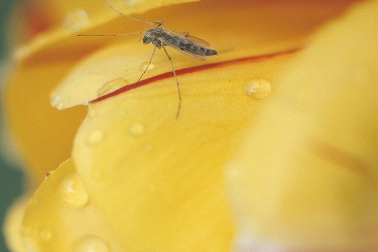El geranio citronela contiene aceite de citronela, que repele mosquitos.