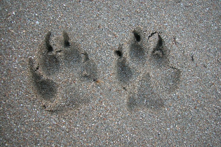 Coloca huellas de monstruos en el piso, indicando el camino a la fiesta.