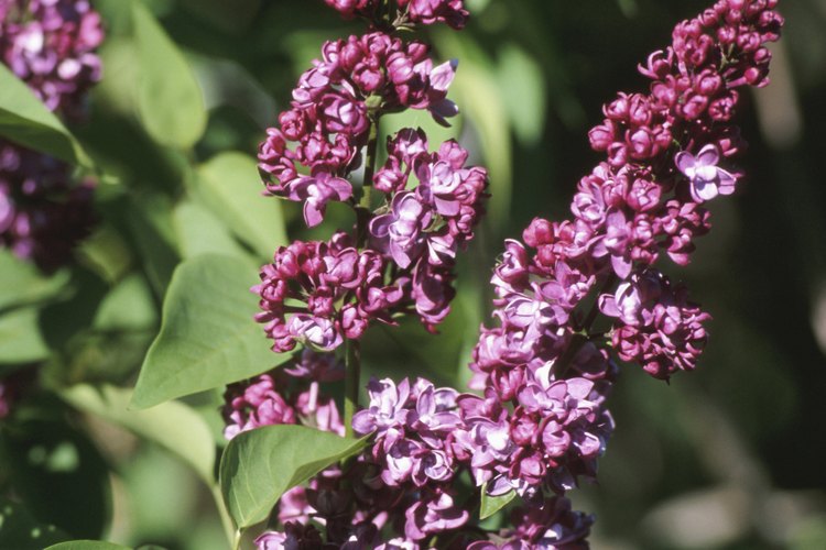 Las lilas desarrollan capullos en el verano, antes de que florezcan en la primavera.