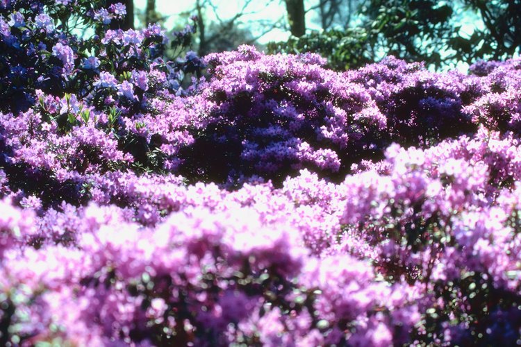 Azalea
