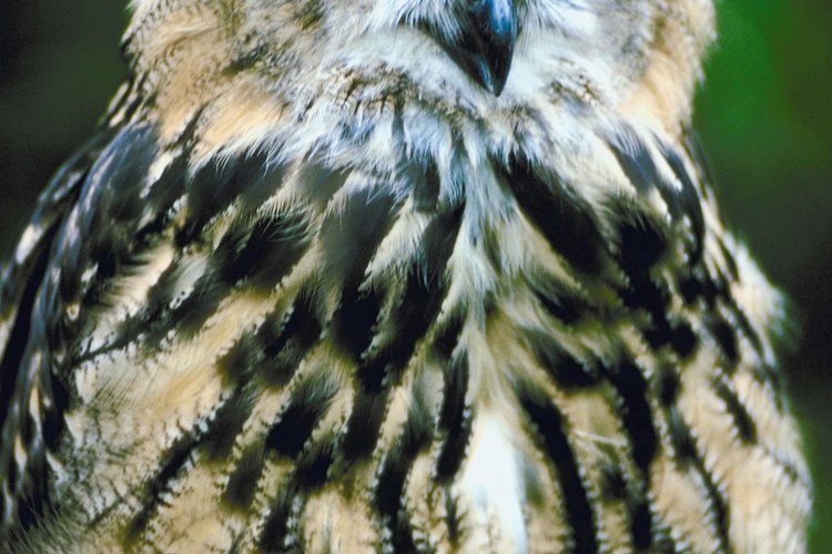 Aves hawaianas.