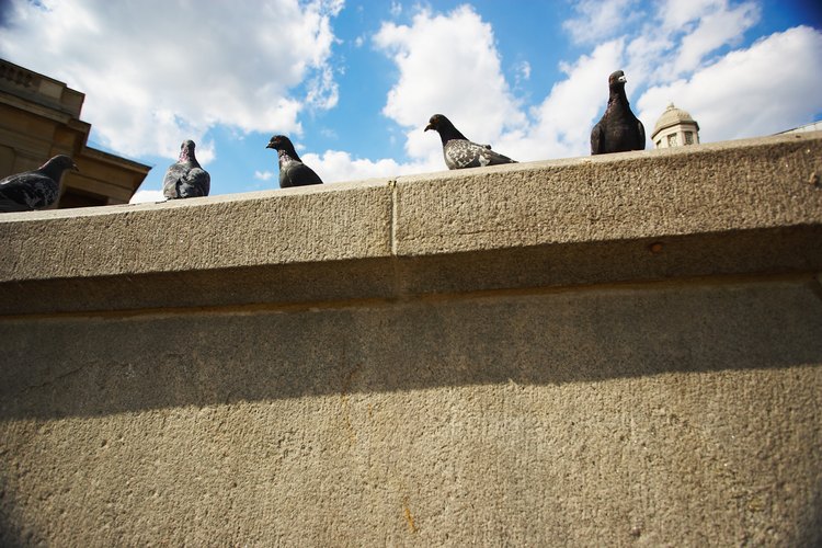 Las palomas suelen posarse y culminar sobre y dentro de edificios grandes.