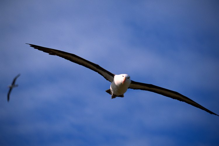 Un albatros de 50 años de edad ha volado por lo menos 3,7 millones de millas (6 millones de kilómetros).