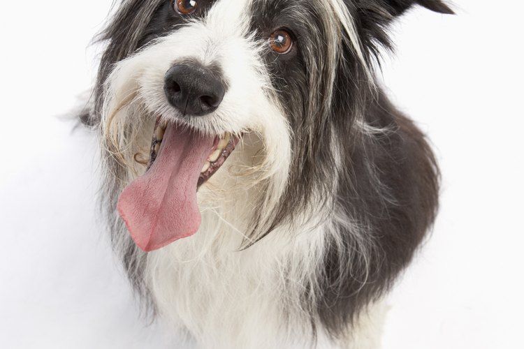 Lleva a tu perro al veterinario si sospechas que tiene un eccema.