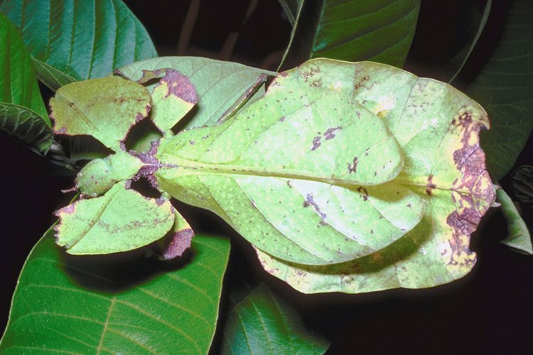 Los insectos hoja tienen camuflaje natural como protección contra los depredadores.