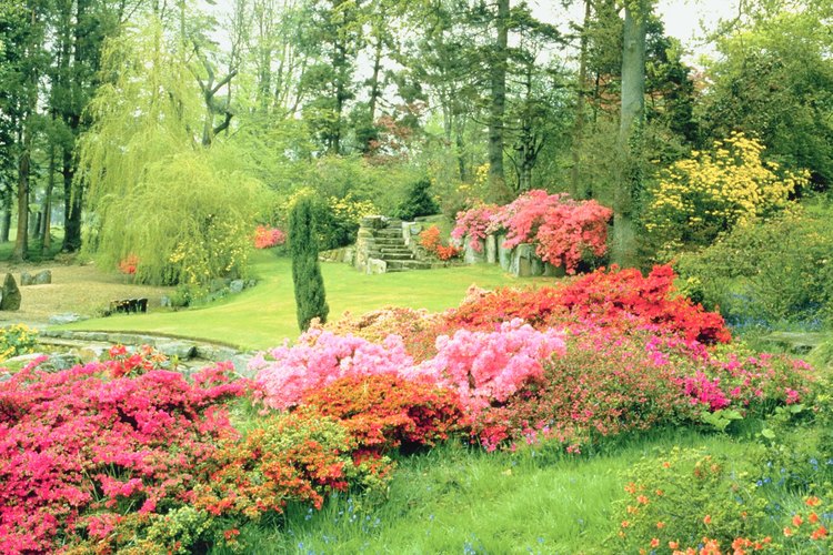 Debido a que el follaje y floraciones de las plantas de azalea contienen sustancias tóxicas, es importante para los jardineros reconocer los signos de intoxicación.