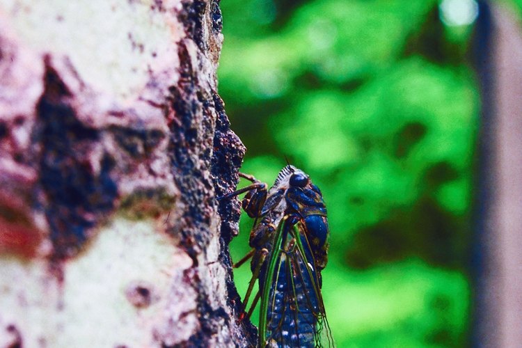 Elimina a las plagas de tus árboles con sencillos remedios