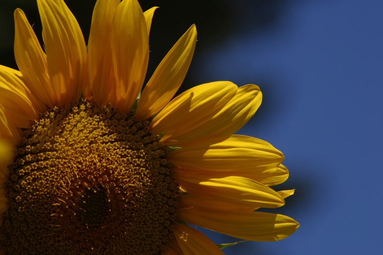 Las semillas con alto contenido en grasas -como las de girasol- a menudo caducan antes que otras que son más secas.