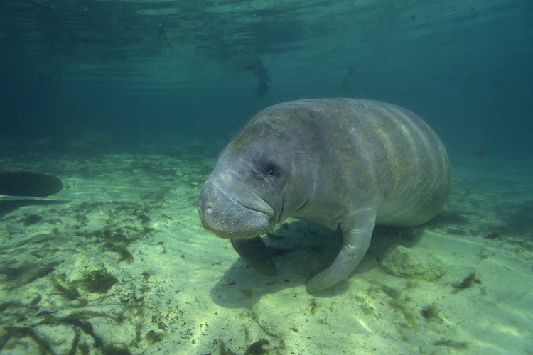 Los manatíes son comunes de ver cuando haces snorkel en Clearwater, Florida.