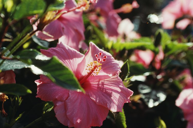 Las plantas de hibisco suelen ser las favoritas de los ácaros.