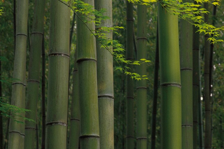Las plantas de bambú proporcionan una cubierta gruesa perenne.
