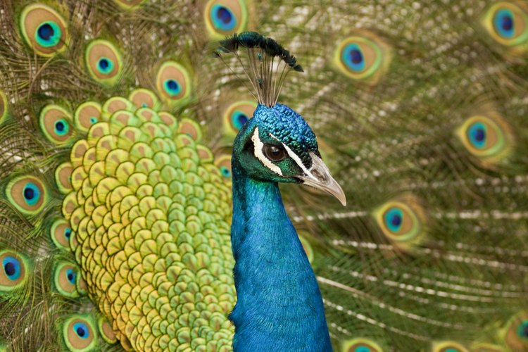 La palabra "pavo real" se refiere sólo a los machos.