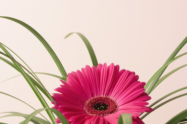 Las gerberas son atractivas y coloridas cuando están sanas.