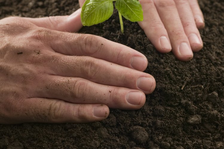 Algunas plantas contienen diosmina.