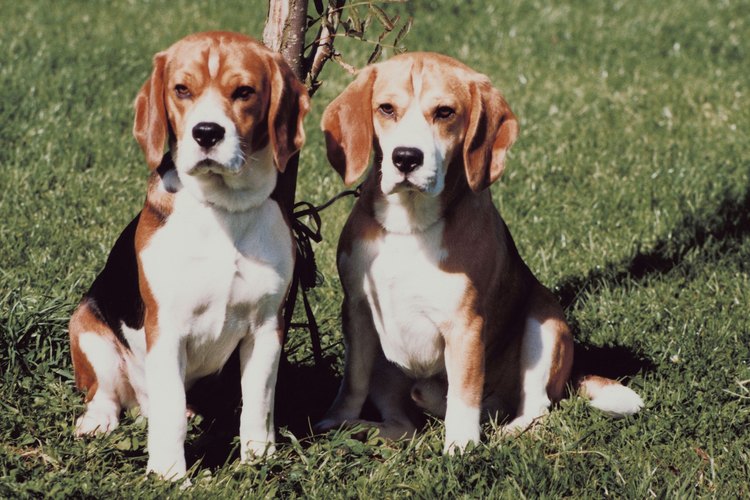 Los beagle, utilizado por generaciones como cazadores en jauría, disfrutan de la compañía.