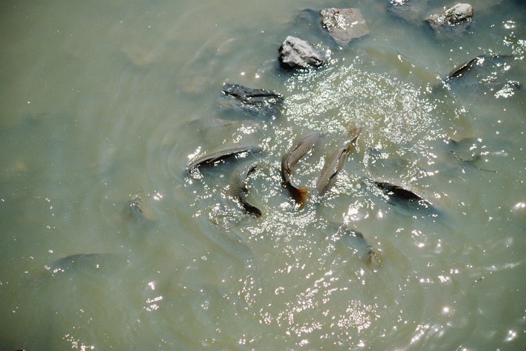 La tilapia es una sabrosa cena.