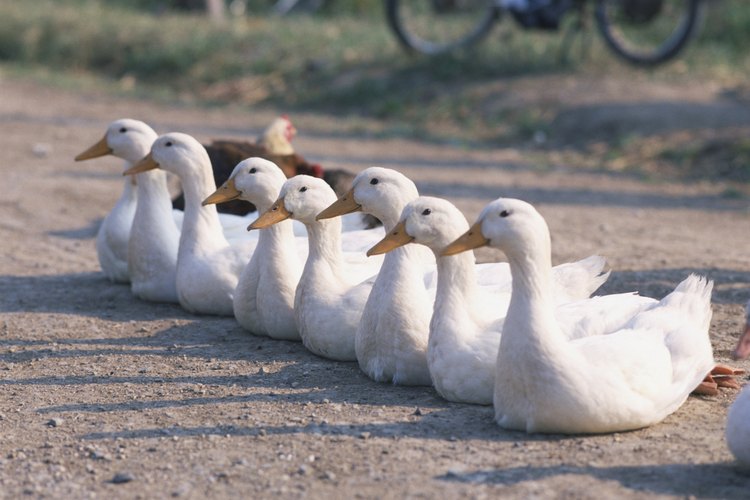 Puedes comenzar tu rebaño de patos pekineses incubando huevos con una incubadora comercial.
