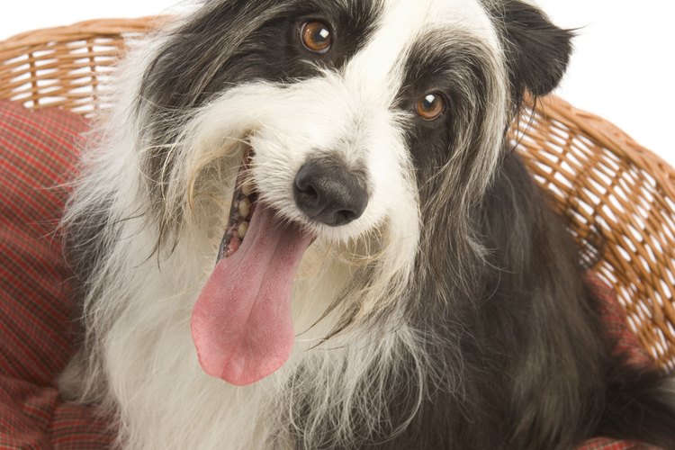 Si tu perro usa su cama como juguete para morder puede ser dañino para él.