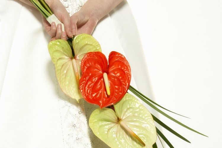Los anthuriums son comúnmente llamados anturios o lirios flamingo.