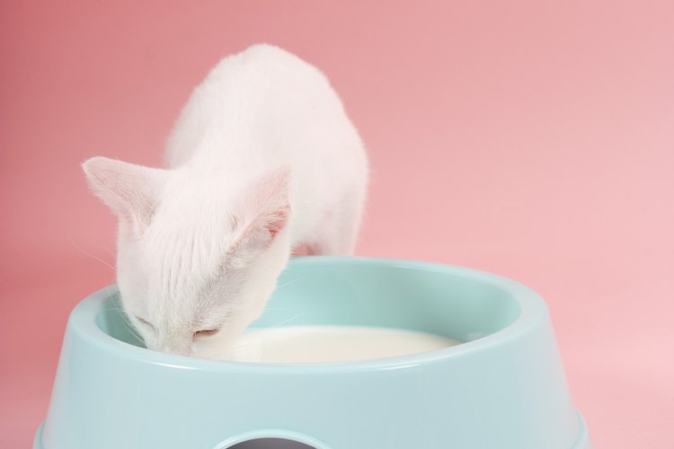 Un gato bebiendo leche de un plato.