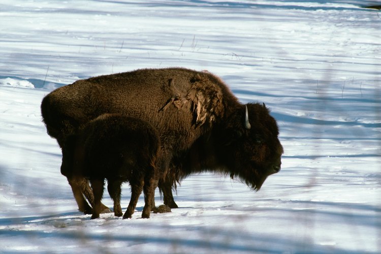 Los bisontes americanos eran uno de los recursos más importantes de los indios de las planicies.