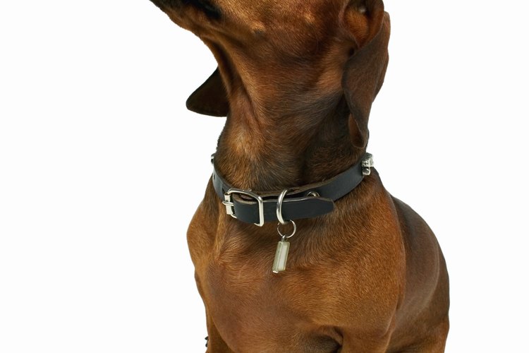 El pelaje del dachshund requiere muy poco mantenimiento.