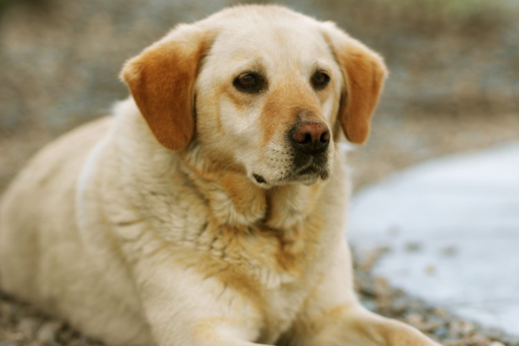 El labrador retriever es una de las razas que pueden padecer de "cola fría".