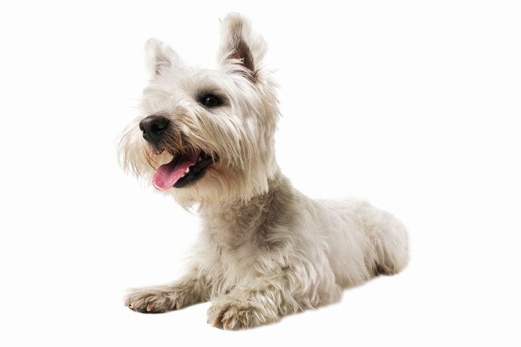 Terrier con orejas paradas