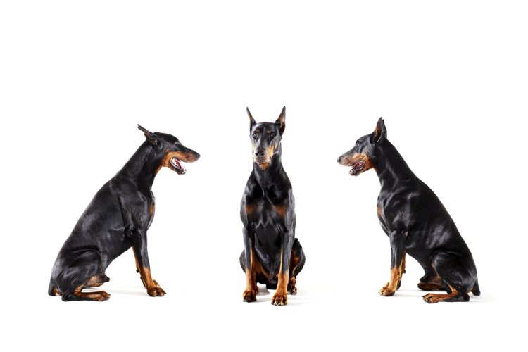 Ayuda a mantener la paz entre tus perros.