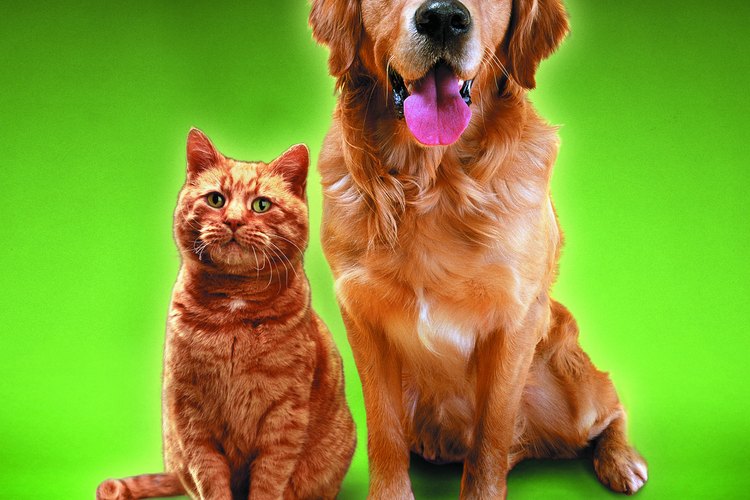 El Panacur es seguro para perros, gatos y animales de granja.