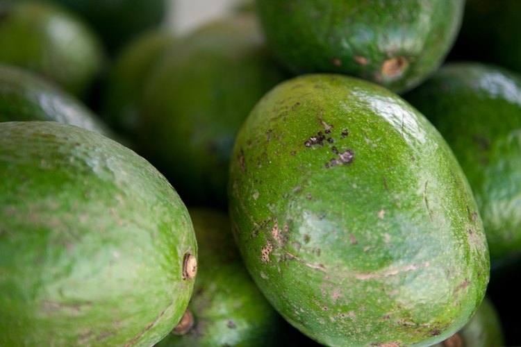 Los aguacates que caen demasiado pronto del árbol se ven afectados por condiciones adversas en su crecimiento.