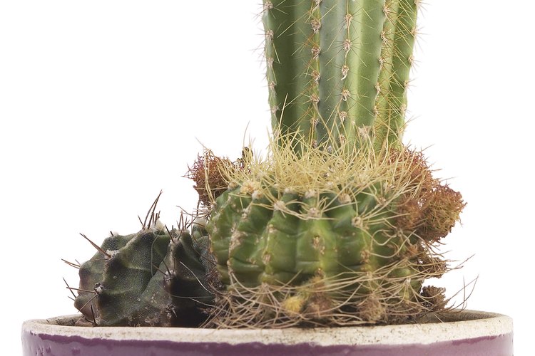 Las suculentas vienen en una variedad aparentemente infinitas de formas y tamaños.