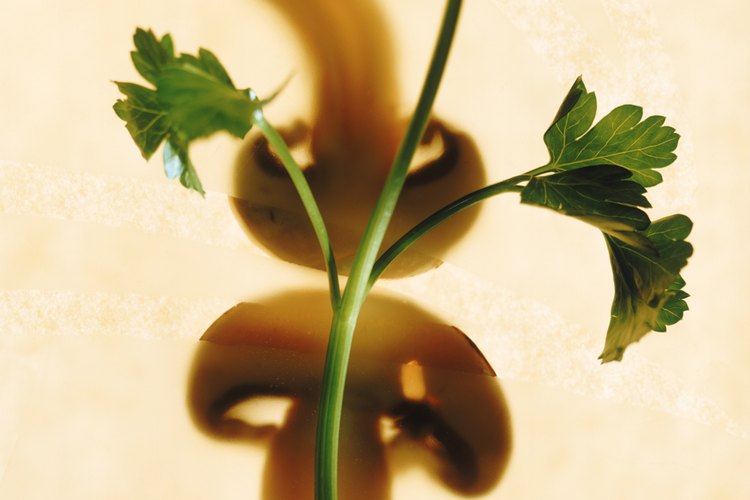Cultivar tus propias hierbas, como el cilantro, hace la cocina más sabrosa y menos cara.