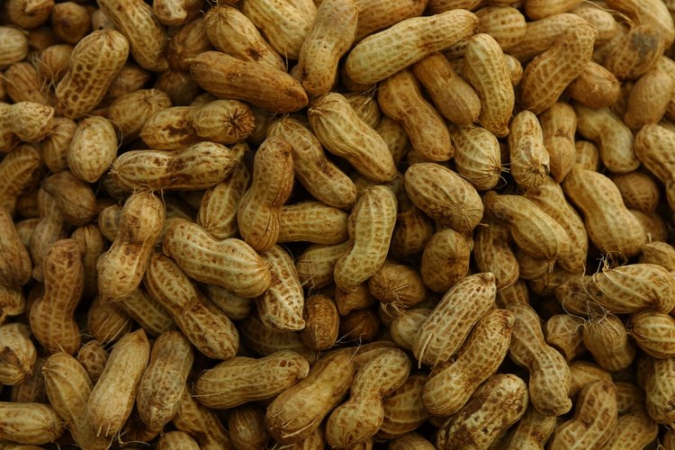 Las vainas de cacahuete contienen maní, que son las semillas de la planta.