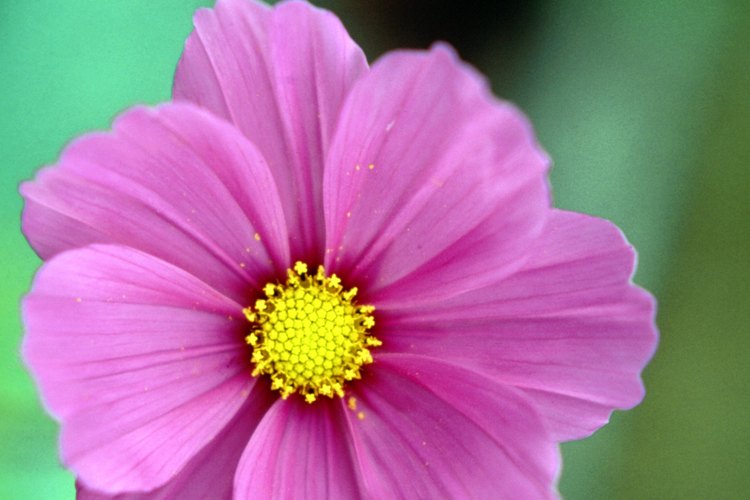 La cosmos es una anual fácil de cultivar anual que rápidamente se dispara y se extiende.