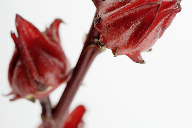 El cáliz del Hibiscus sabdariffa puede ser usado para elaborar té y bases para otras bebidas.