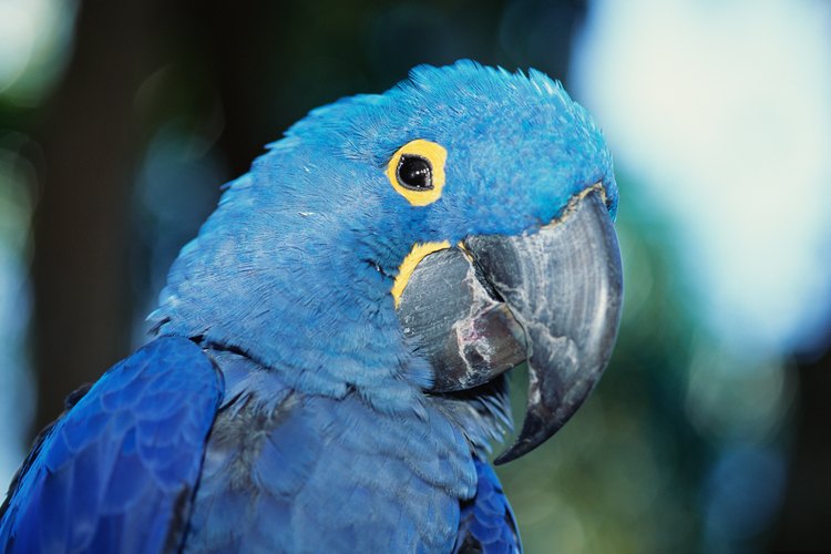 La selva tropical absorbe dióxido de carbono, contribuyendo a la purificación del aire y a una vida mas sana para los habitantes de la Tierra.