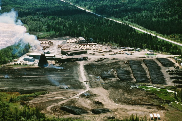 La deforestación se ha convertido en un problema principal alrededor del mundo debido a la industrialización.