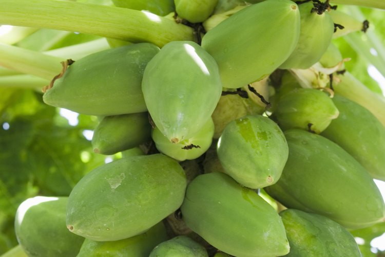 Una planta de papaya por lo general comienza a producir frutos en un año.