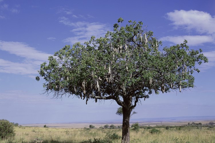 Los árboles de acacia generalmente son originarios de los entornos desérticos.