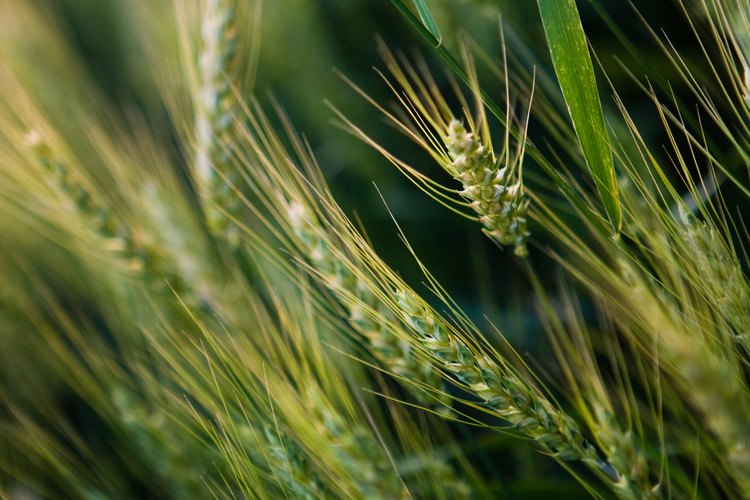 La cebada es un grano muy nutritivo, que puede usarse en una amplia variedad de recetas.