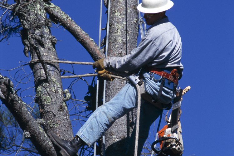 Los podadores deben estar calificados para evitar las fuentes de electricidad.